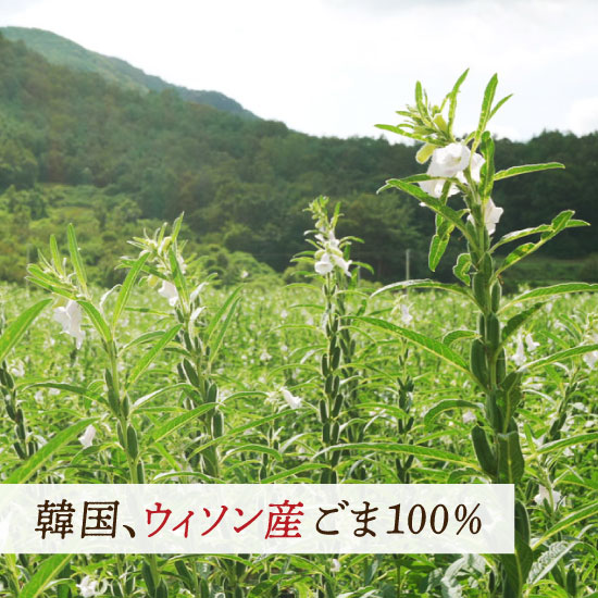 セサミソイルの胡麻はウィソンの契約農家で丁寧に育てられます。